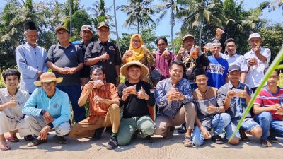 Panen Cabai Bersama BUMDes Sarwodadi Desa Bocor