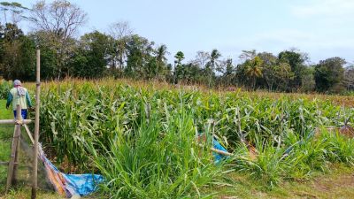 Potensi Pertanian Desa Bocor: Padi dan Jagung sebagai Komoditas Unggulan