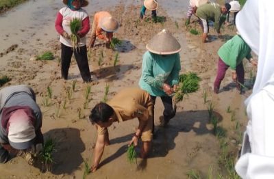 Potensi Pertanian Desa Bocor melalui Musim Tanam Ketiga (MT3)